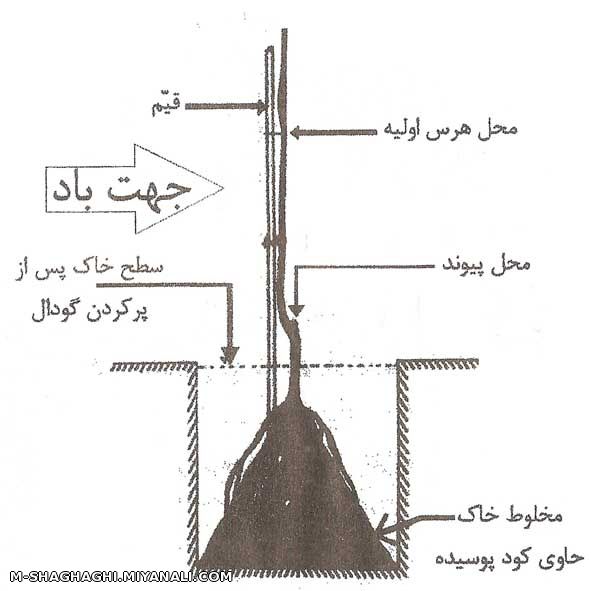 تهیه چاله