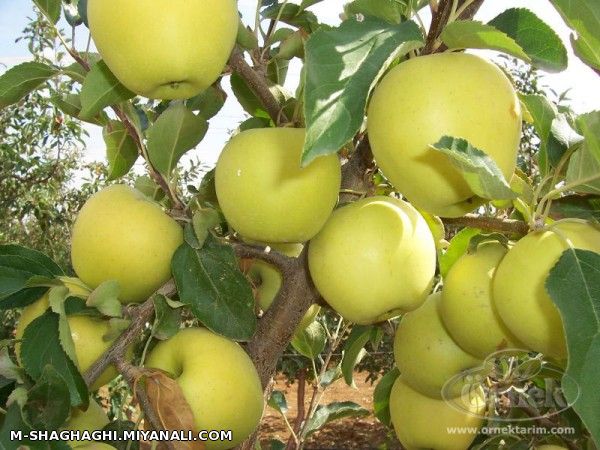 فاز دوم هدفمندی یارنه در بخش کشاورزی