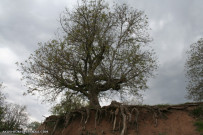 درختی روستای نقاب