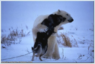 خرس قطبی هم که باشی، یه روزی نیاز داری که یکی رو تو آغوش بگیری!!!