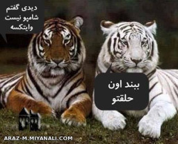 دیدی گفتم شامپو نیس وایتکسه...::::)))))