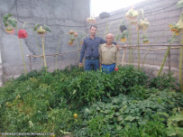 عمو احتشام باغبان نمونه