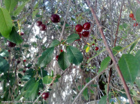 albaloo tree