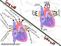 تصویری از قلب پسرا و دخترا