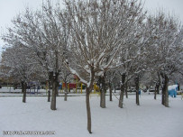 خودنمایی درختان در برف