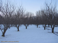 منظره زمستانی