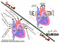 مقایسه قلب پسرا با دخترا