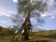 نمایی از یک درخت شکسته - اصفهان  / خودم گرفتم/