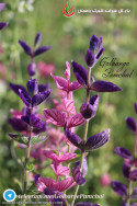 سلوی (مریم گلی)                                       Salvia Horminum                               