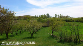 تصویری از بهار روستای ورنکش