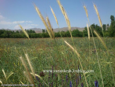 طبیعت روستای ورنکش