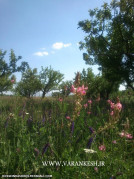 طبیعت روستای ورنکش