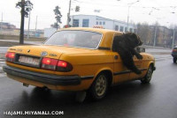 تاکسی خرس
