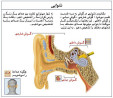 تشریح گوش و شنوایی در بدن انسان