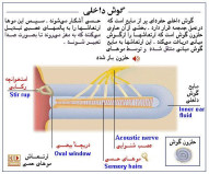 تشریح گوش و شنوایی در بدن انسان