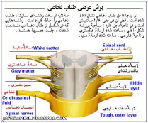 تشریح طناب نخاعی در بدن انسان