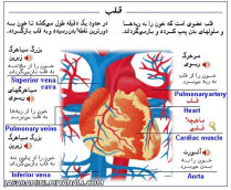 تشریح قلب در بدن انسان