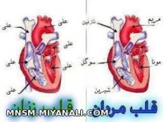 فرق قلب زن و مرد 