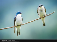 اینا بهم چی میگن