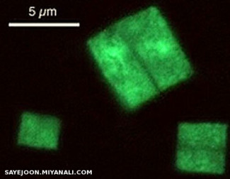 Haloquadratum walsbyi