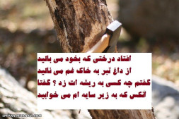 افتاد درختی که بخود می بالید