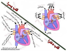 تفاوت قلب دخترا وپسرا