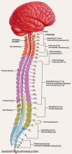 طناب نخاعی Spinal cord