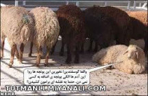 همتون گوسفندین راس میگه بنده خدا