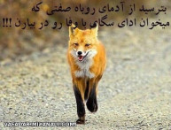 بترسید از آدم های روباه صفتی که...