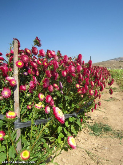 باغ گل (کیاسر- مازندران)