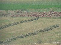 طبیعت میانه(بیرامی)