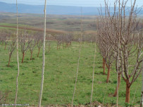 طبیعت روستای آونلیق فروردین 1393