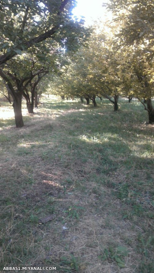 باغ محمد حسین محمدی(روستای ترناب-میانه)