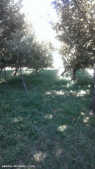 باغ سیب محمد حسین محمدی-روستای ترناب -میانه