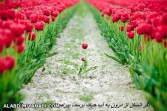 آب حیات