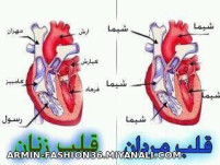 قلب مرد در مقایسه قلب زن...!!!خخخخخخخخخخ