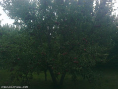 مرغوبترین میوه آذر بایجان در ینگجه