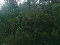 مرغوبترین میوه آذر بایجان در ینگجه