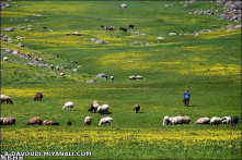 طبیعت دشت مغان 