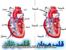 قلب مردان و زنان ! 