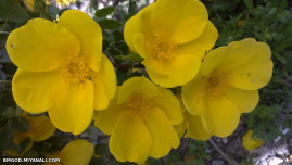 این گلارو از حیات خونه چیدم برا ادلیستای گل 