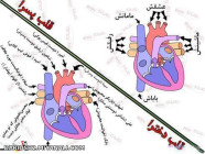 قلب دختراوپسرا