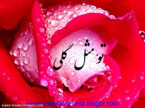 U مثل گلی