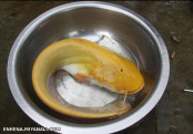 ماهی طلایی