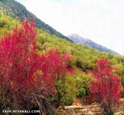 تنگه و تفریحگاه  ارغوان ایلام - ابتدای ورودی شهر ایلام 