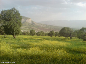 تقدیم به حمیدر ضا ( سرور هر چی لنگیه ) وتمام نیلوفران آبی ایران 