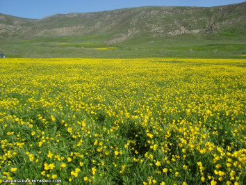 ییلاق بزغوش_ گلنگدر