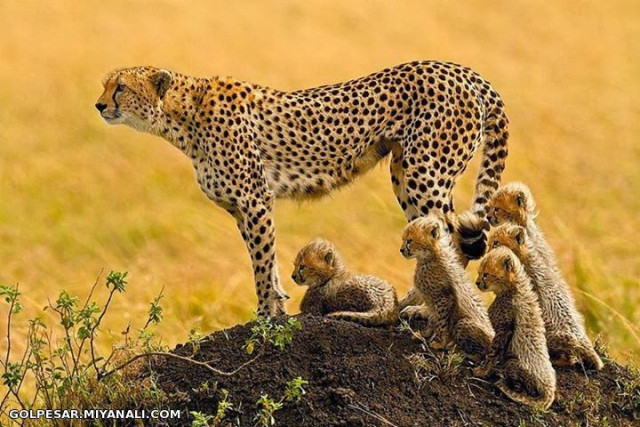 Cheetah Family  