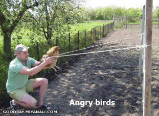 angry birds...من که پاتادیم گولمخدن سوزی بیلمیرم