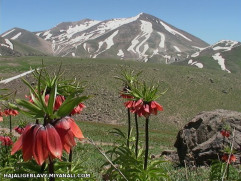 سهندین داغی